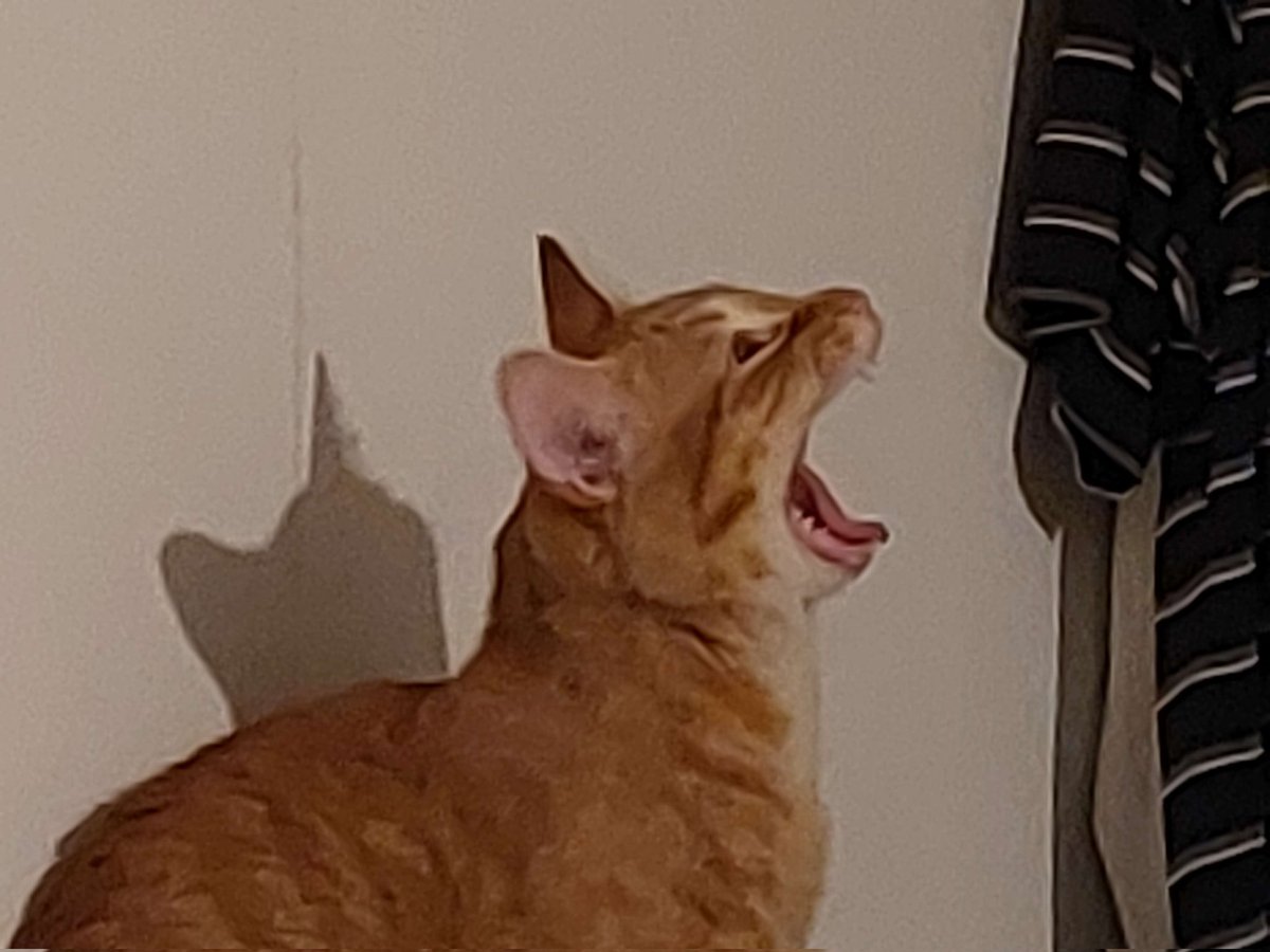 rubyopalite's tweet image. When a dog gets the zoomies, it's cute and funny...
When a cat gets the zoomies, it's like being held at knifepoint in 7/11 at 3am