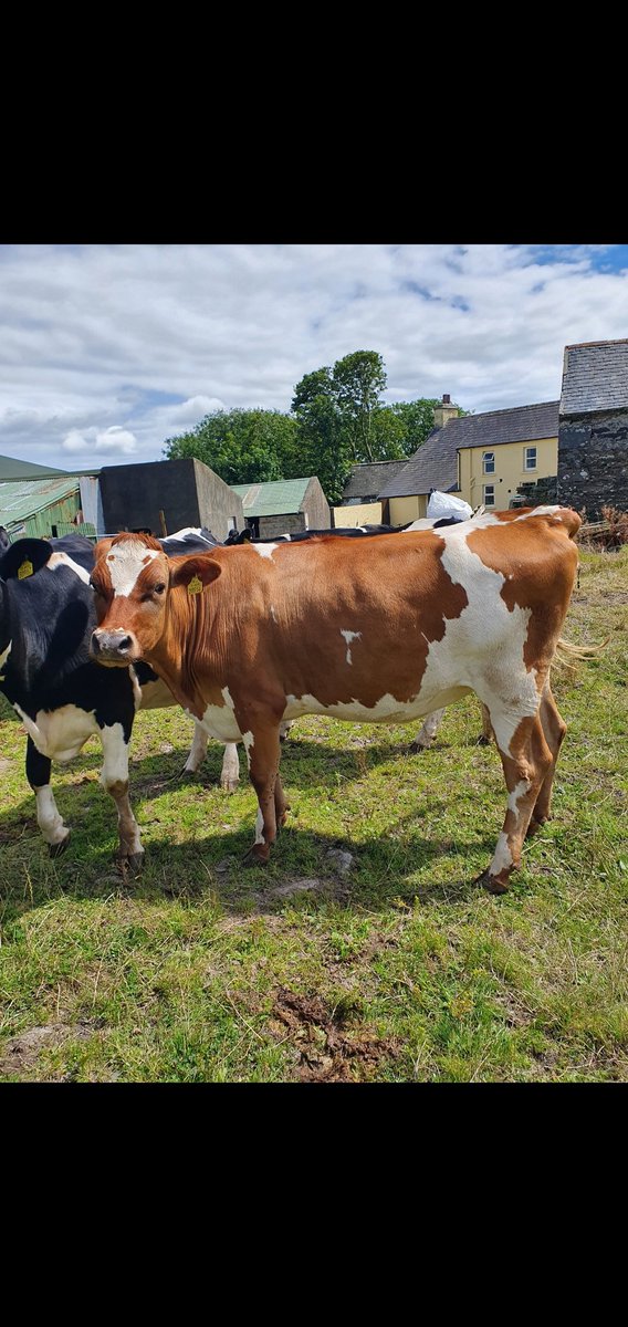 2pintpaddy's tweet photo. Genotyped my incalf heifers this evening, looking forward to seeing the results.
@HerdPlus #Genotyping #ProfitThroughScience https://t.co/vMlppZT4rv