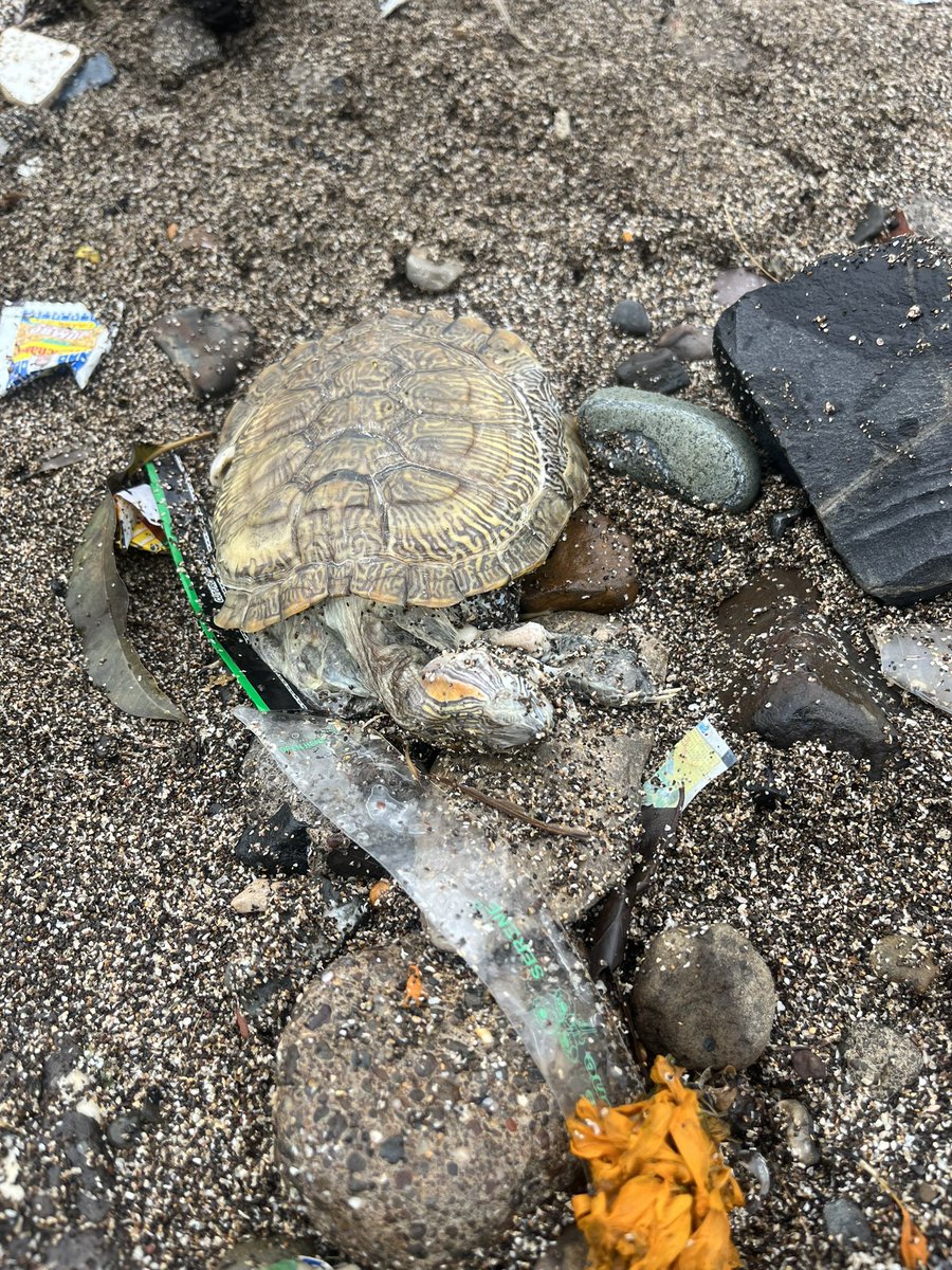 ashmal312's tweet photo. Small sharks,a tortoise and several other fish were found dead today @cartercleanup . Some of these marine species even had styrofoam and small pieces coming out of their guts. Enough proof plastic pollution kills  @deespeak @ErikSolheim @TanishaaMukerji @moefcc https://t.co/ojeviF6I2L