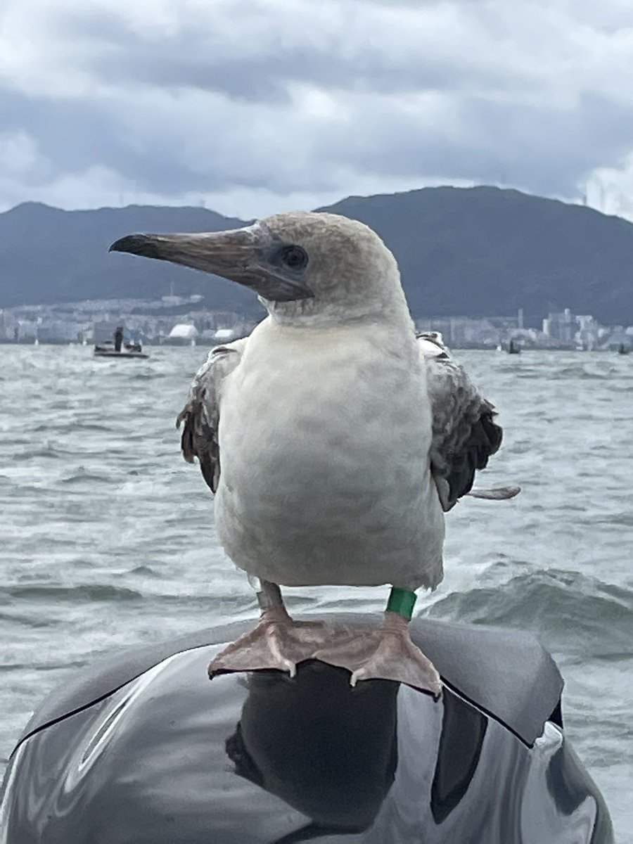 chanoha173's tweet photo. 今日琵琶湖で釣りしてたら、
ボートに飛来しました。
これ、どんな鳥？ https://t.co/M61HxCnaMq