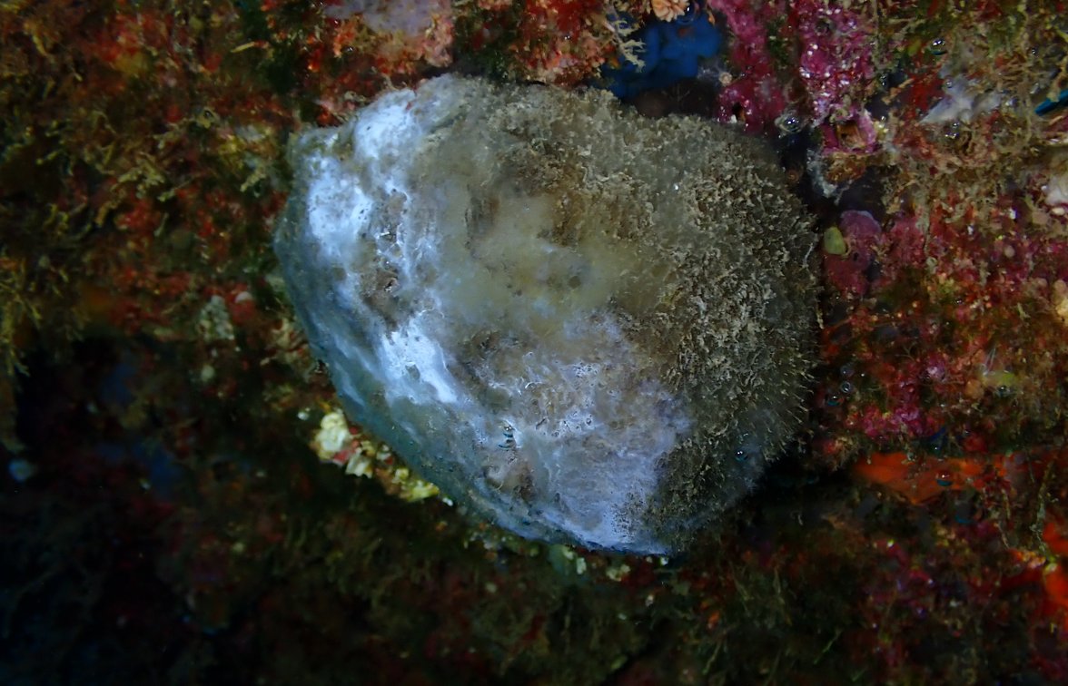 JGarrabou's tweet photo. ⚠️2⃣0⃣2⃣2⃣ #Marineheatwave impacts in the N Catalan Coast.🥵
Gorgonians and sponges are suffering a severe mass mortality event...🤿surveys are still ongoing 
👉The onset of the mortality started few weeks ago about a month latter than in the french coast. https://t.co/sssp6VirwO