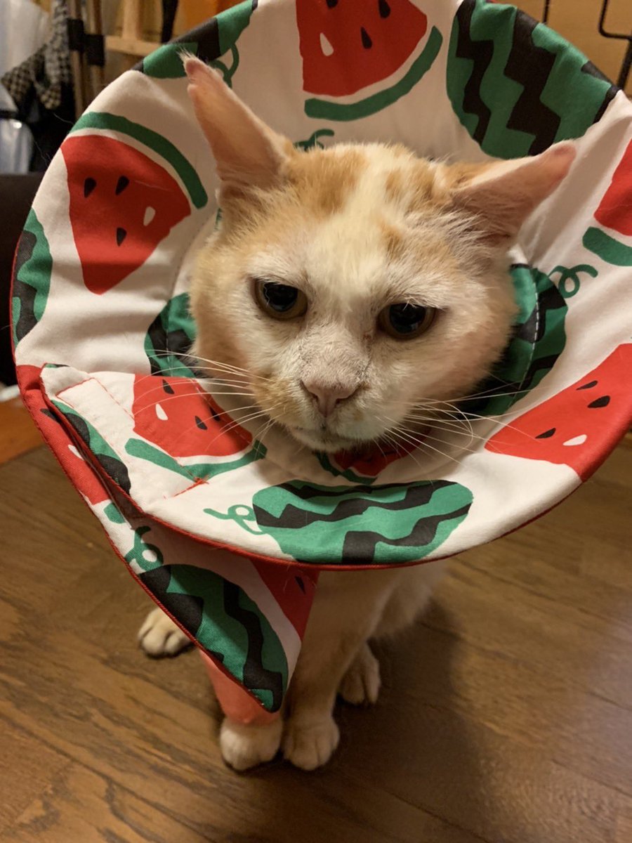 crows69's tweet image. 可愛いてんちゃん、また会いたい