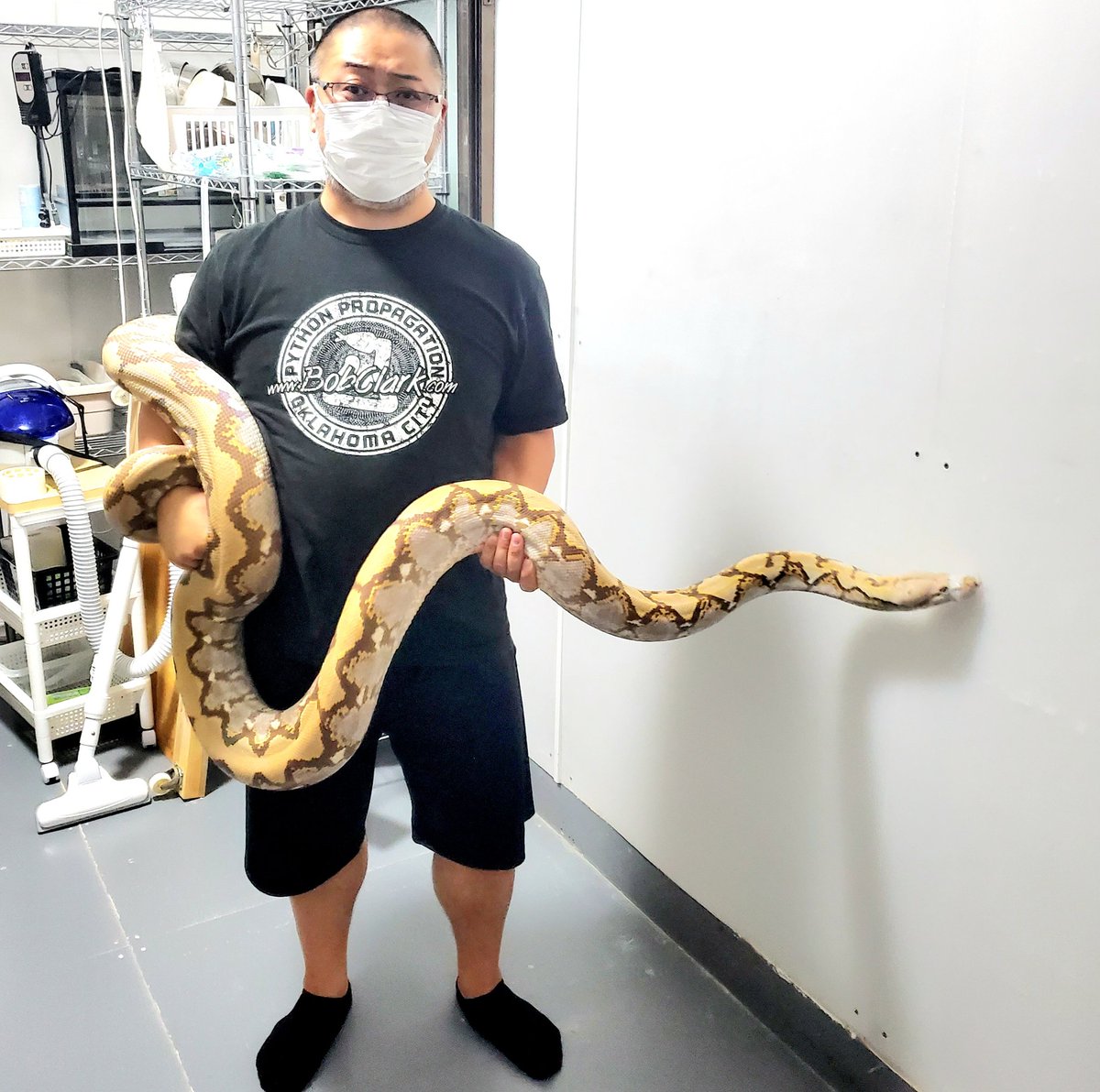 kikuyaikimonoya's tweet photo. アミメニシキヘビを逃がすな!
#世界一美しい大蛇アミメニシキヘビ
#アミメニシキヘビが日本一悪名高い蛇にならないように! https://t.co/B6I0vRJw9n