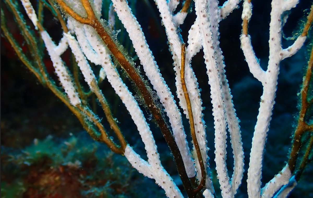 JGarrabou's tweet photo. ⚠️2⃣0⃣2⃣2⃣ #Marineheatwave impacts in the N Catalan Coast.🥵
Gorgonians and sponges are suffering a severe mass mortality event...🤿surveys are still ongoing 
👉The onset of the mortality started few weeks ago about a month latter than in the french coast. https://t.co/sssp6VirwO