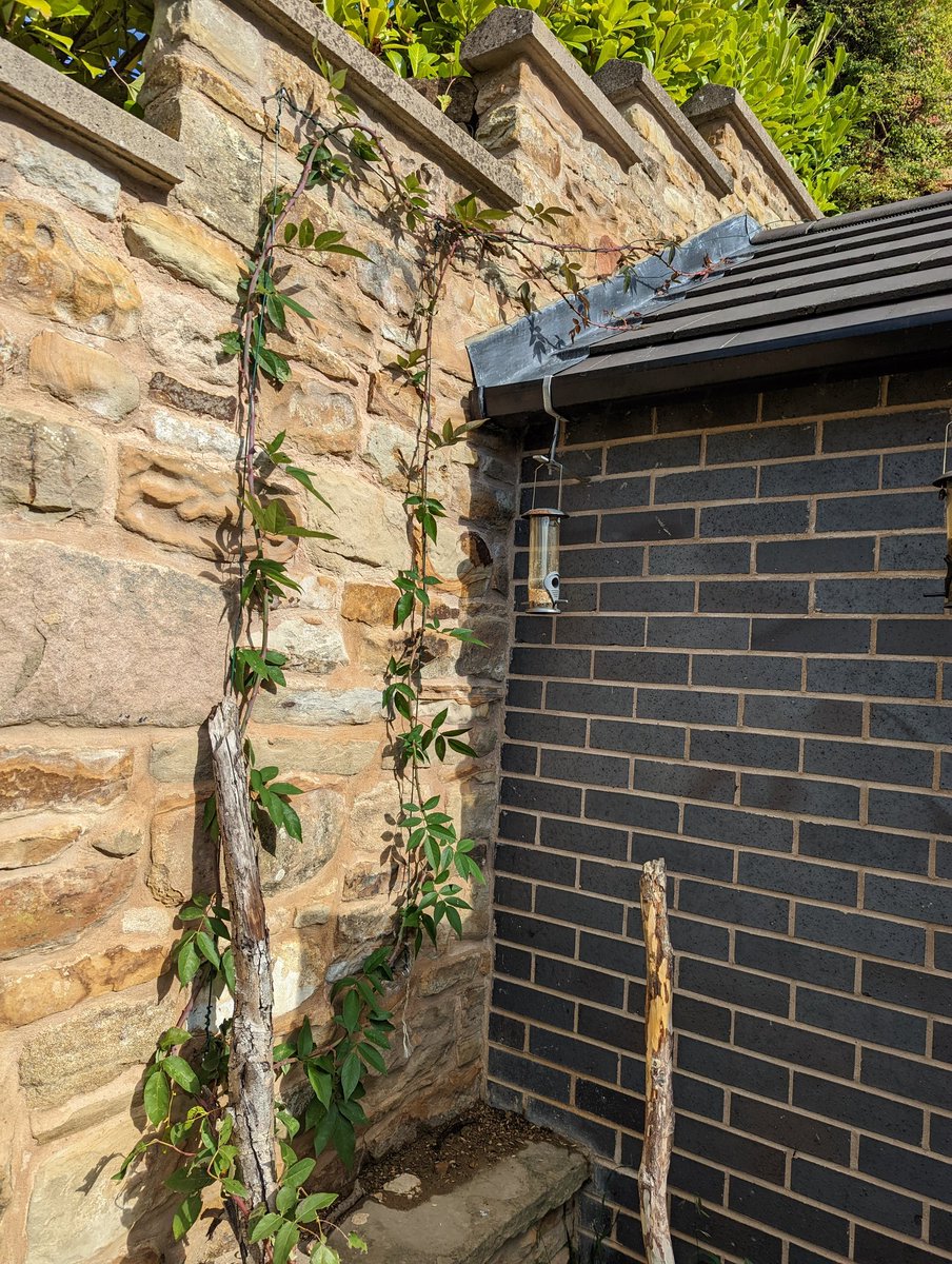 Subtlydone's tweet photo. Just measured my Kiftsgate Rose. It started growing in march from a bare root planted in November last year. It's grown 14 feet in total so far (8 up and 6 along the roof!) which I reckon is almost an inch and a half a day, what an amazing Rose!  @DAustinRoses https://t.co/xge2vKJG5b