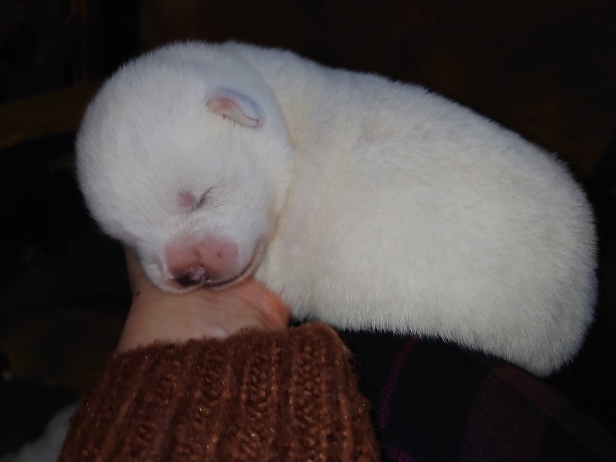 April4may5's tweet photo. ホッキョクグマの赤ちゃん

ではなく、

秋田犬の赤ちゃんでした！

生後10日です。
可愛すぎ(*´-`)

#ホッキョクグマの赤ちゃん
ではなく
#秋田犬
の赤ちゃんです
#AKITAINU
#仔犬 https://t.co/4ce8NDZRHC