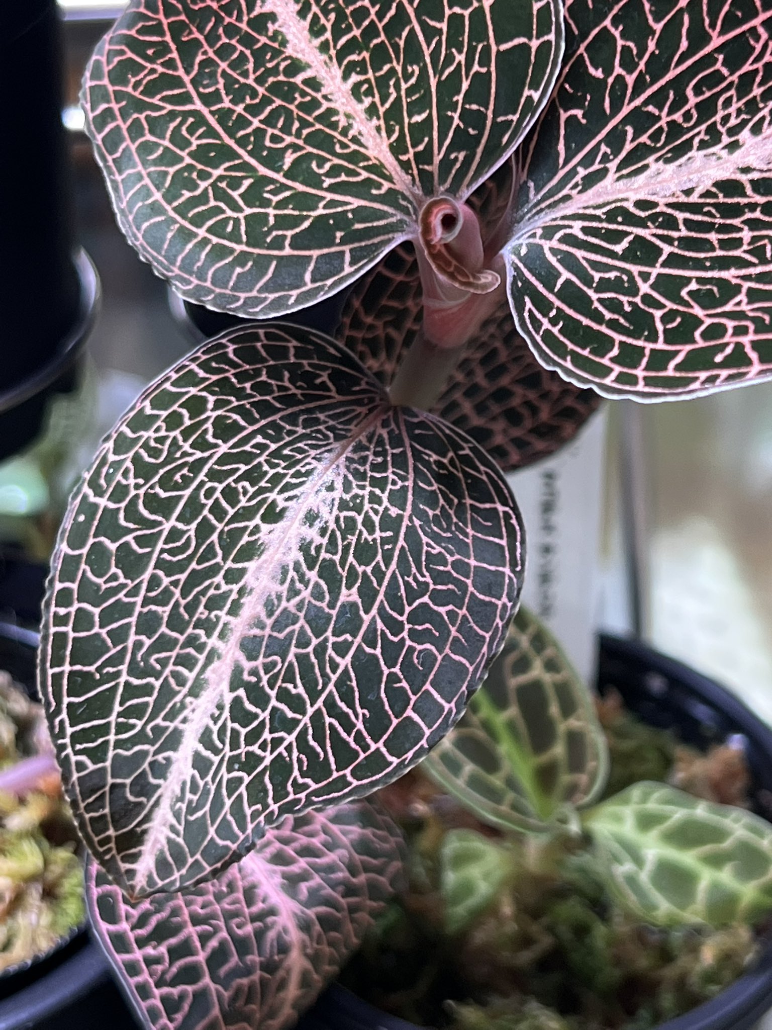 極】 斑入り マコデスペトラ ⑦ 【公式通販】