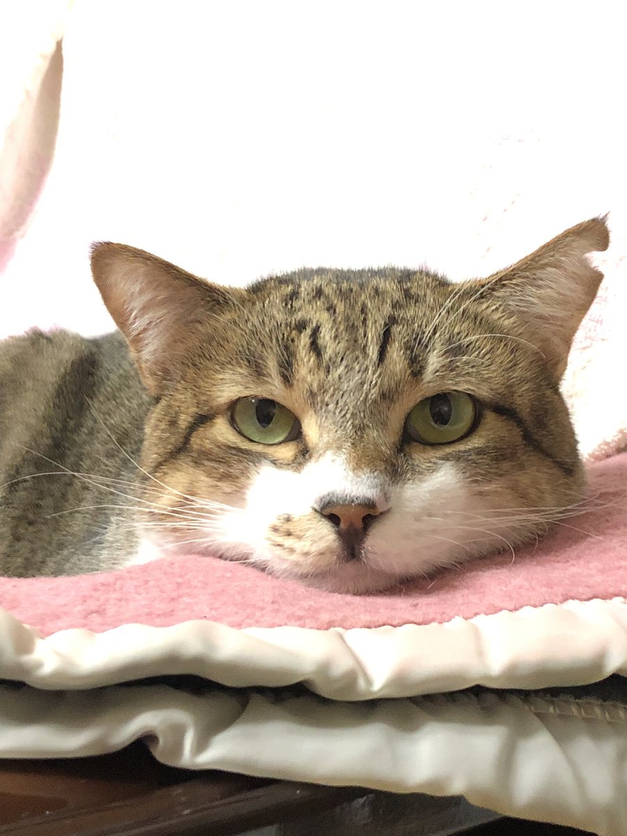 sultandenka's tweet photo. 保護から93日目
でぶちゃん饅頭
#猫 #ねこ #保護猫 #野良猫 #猫好き #猫がいる暮らし https://t.co/rIr3LjRAXP