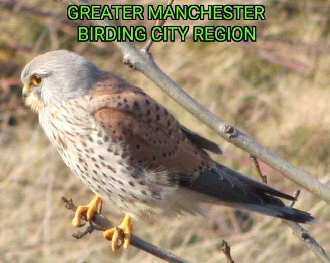 MancunianBirder's tweet image. #Salford docklands has the potential to be an #EcoTourism central hub for #GreaterManchester with vision, investment, nurturing nature, infrastructure and enterprise 

#GMGreenSummit22 #GreenNewDeal #GMBCRProject #BirdingCityRegion 

thenorthernspring.wordpress.com/2016/11/15/the…