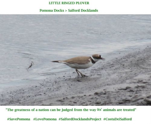 MancunianBirder's tweet image. #Salford docklands has the potential to be an #EcoTourism central hub for #GreaterManchester with vision, investment, nurturing nature, infrastructure and enterprise 

#GMGreenSummit22 #GreenNewDeal #GMBCRProject #BirdingCityRegion 

thenorthernspring.wordpress.com/2016/11/15/the…