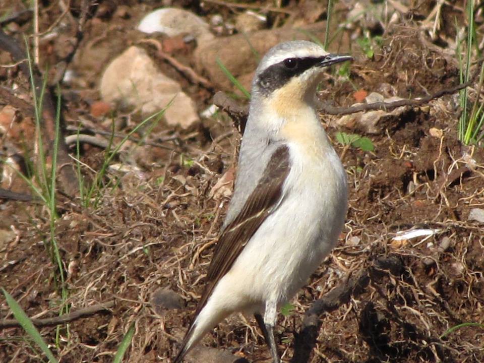 MancunianBirder's tweet image. #Salford docklands has the potential to be an #EcoTourism central hub for #GreaterManchester with vision, investment, nurturing nature, infrastructure and enterprise 

#GMGreenSummit22 #GreenNewDeal #GMBCRProject #BirdingCityRegion 

thenorthernspring.wordpress.com/2016/11/15/the…
