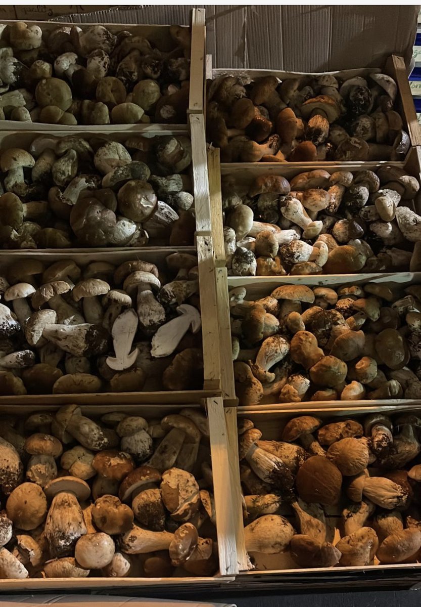 As the seasons shift we hold the memory of plump stonefruits and tomatoes… but also relish the change in produce..
We’re excited to announce that fresh wild mushrooms are in… Bonjour French Ceps!