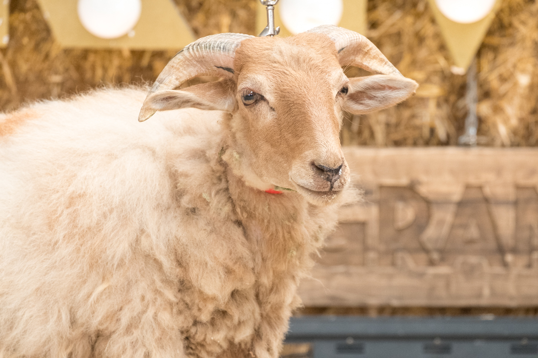 aragontv's tweet photo. 🔝 Llega la gala 6⃣ de #VanityFarm con nuevos animales dispuestos a arrasar en el ranking.

Categoría 🐔: Baltasar 🆚 Maripuri
Categoría 🐮: Caminante 🆚 Rumbera
Categoría 🐑: Rosalía 🆚 Dani
Categoría 🐴: Tina 🆚 Príncipe

¿Quién ganará? 🤭

🕠 17:20h

📝 https://t.co/mqyqwvzysM https://t.co/4zZWFC6TWF