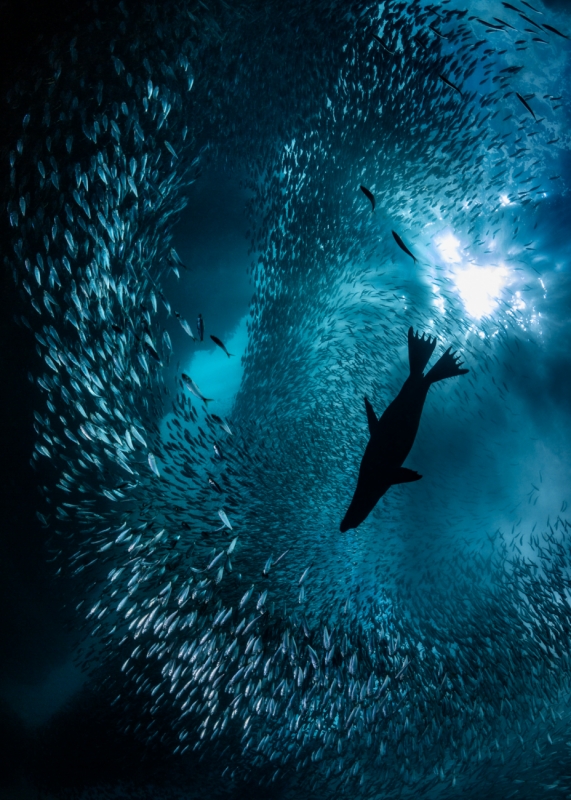 Siena Awards tweet media