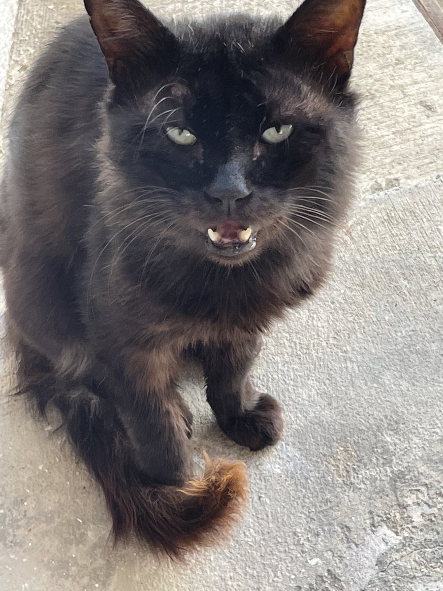 rodoulad's tweet photo. Enjoying a beautiful and calm #Saturday morning in the company of #mynewfriend and outdoor #pet. Meet Blackie Fearless! #mycat https://t.co/R1w69QAbpO