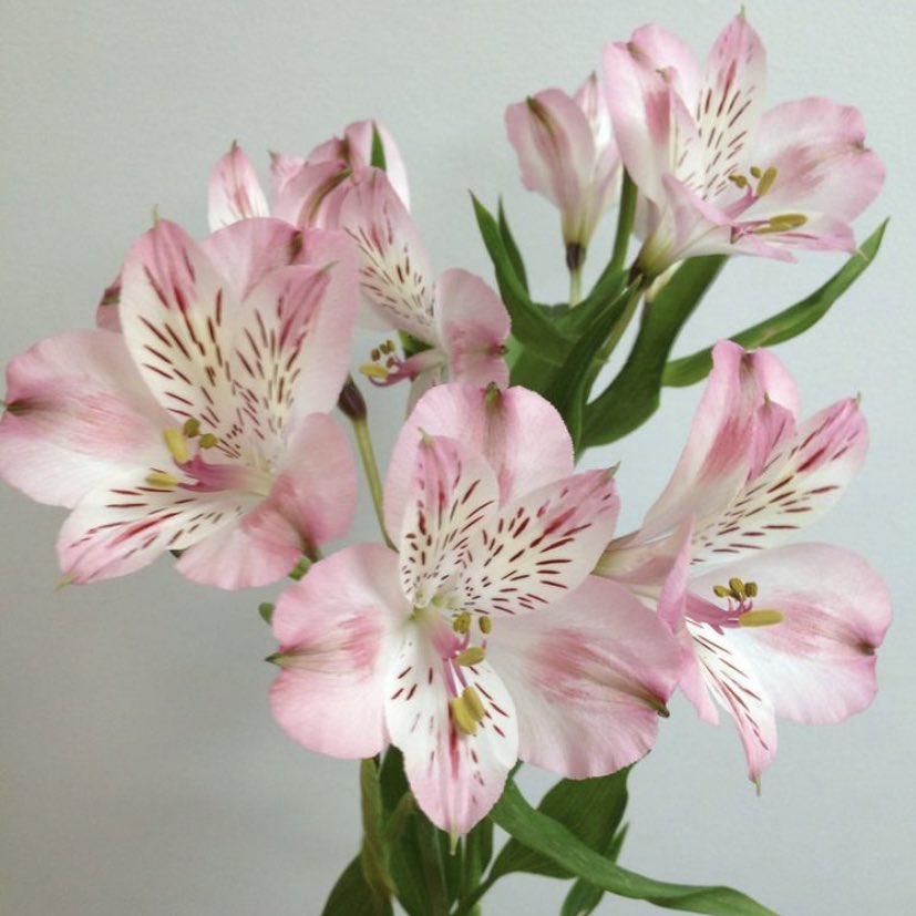 flwrmail's tweet photo. hello, flower of the day alstroemeria. https://t.co/VwU8eMVRyQ