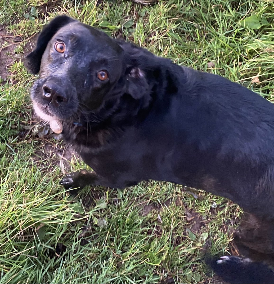 clareoreilly's tweet image. Gorgeous 9 miles with my favourite running buddy this morning as the sun came up… #devon #trailrunning #dogswhorun