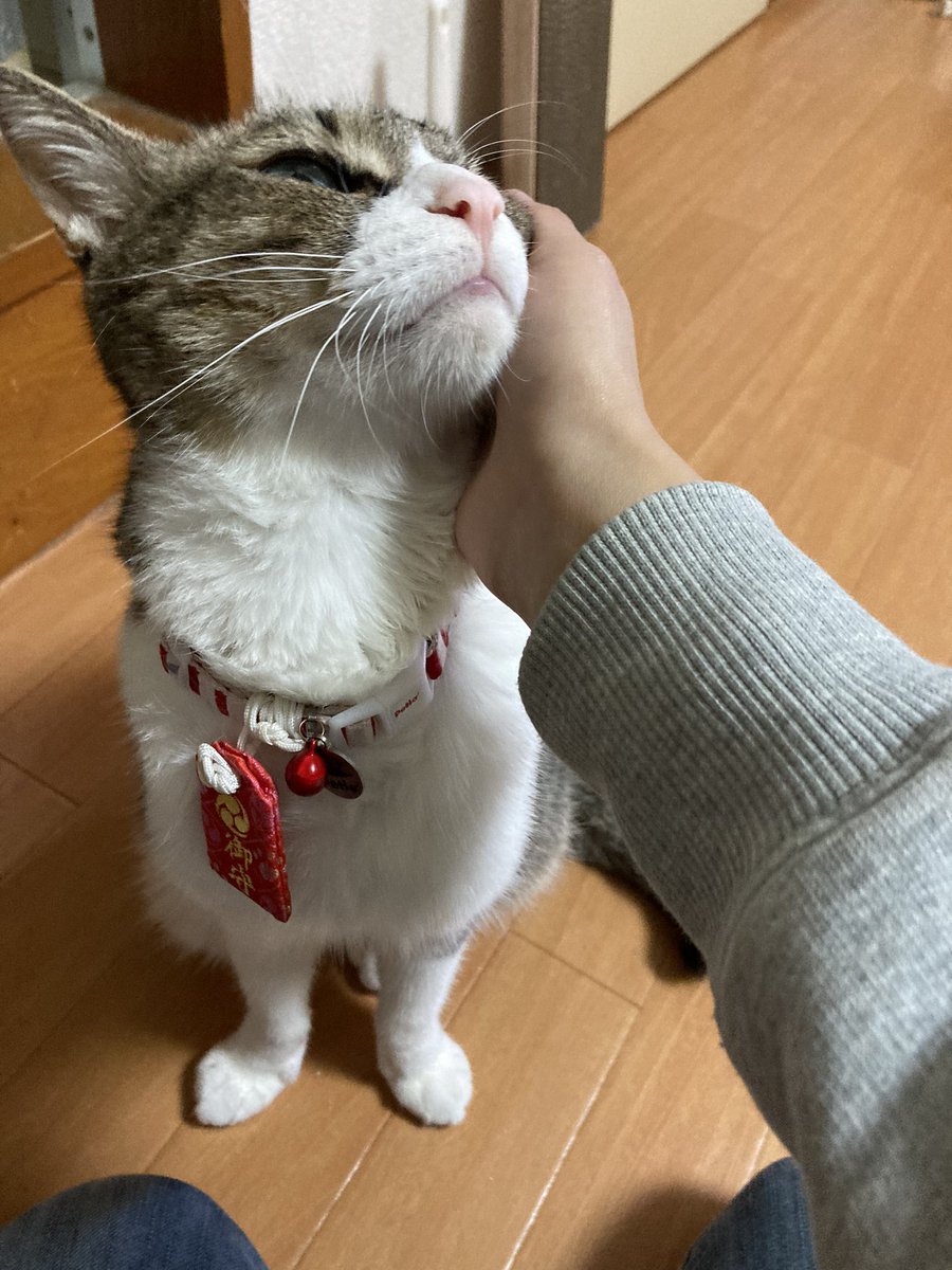 今日も生きていてくれてありがとう。仕事から帰るといつも出迎えてくれる。また腹水でお腹が膨れてしまい可哀想で見ていられない。明日病院で治療についての説明を受ける。