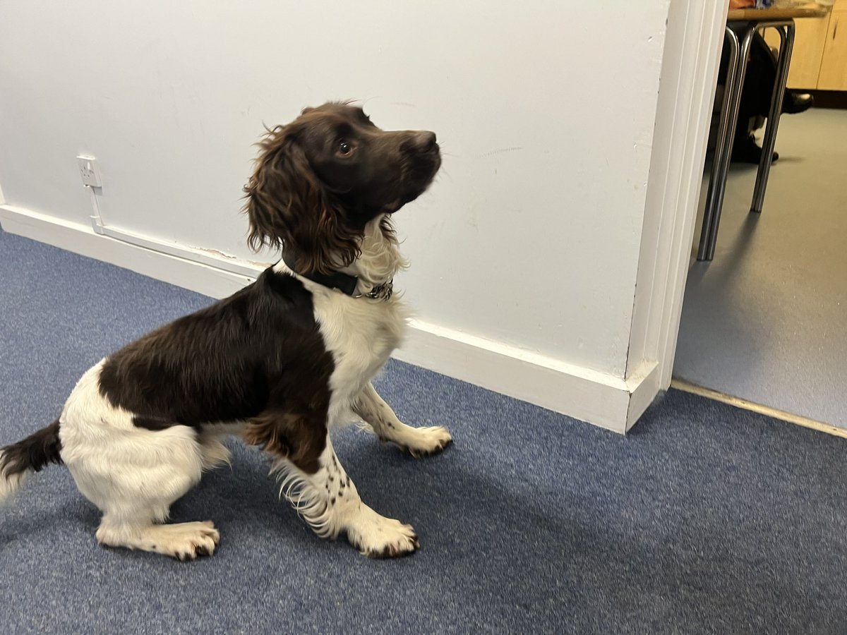 cambsvpc's tweet photo. This week #StNeotsVPC had a visit from @BCHPoliceDogs with PD Walt ๐ถ & his โmumโ ๐ฎ๐ปโโ๏ธ He demonstrated how he finds cash drugs and firearms as a specialist search dog ๐ and his favourite pass timeโฆ his ๐พ https://t.co/xo5WXEDhRJ