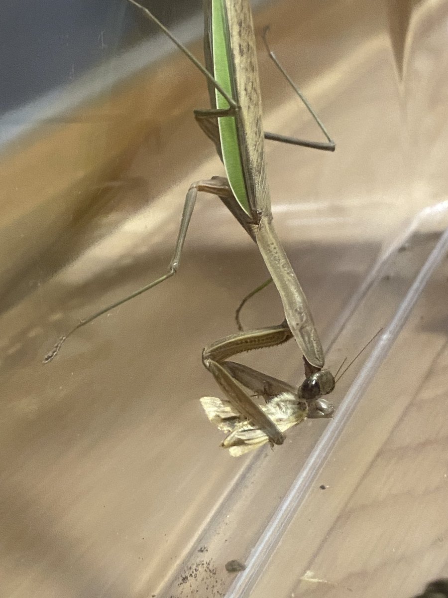 no_rin_'s tweet photo. 最近ダンゴムシたちが大きくなりなかなか地上に出てこないので、新しい仲間のオオカマキリくん。ごはんの確保が地味に大変 https://t.co/zcCjfbd3Gp
