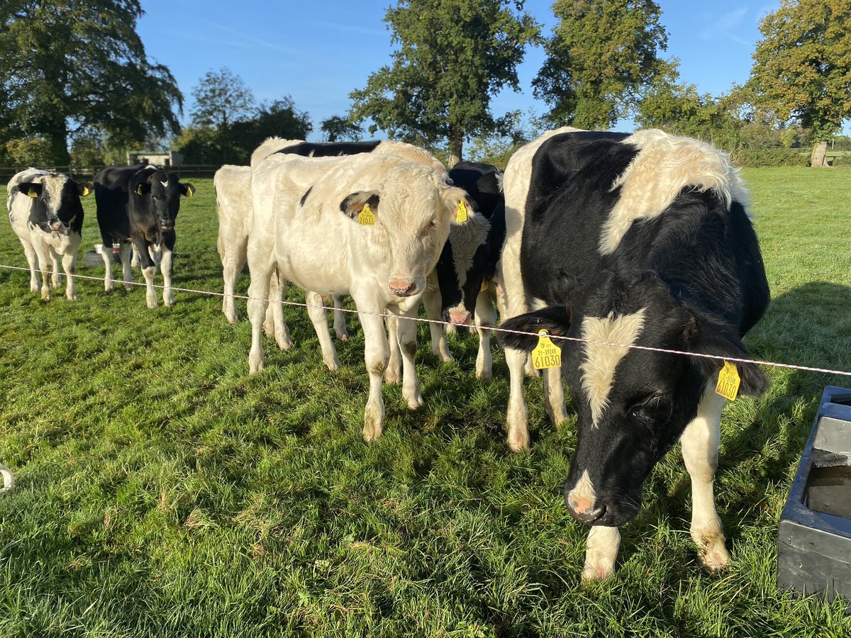 RoisinCondell's tweet photo. Up to see how the bulls are getting on๐ฎ
Age ranging from 7-9months ๐ฑ ๐
โข
โข
#grassfed #bullbeef #bulls #irish #farming https://t.co/Wspv6P57gB