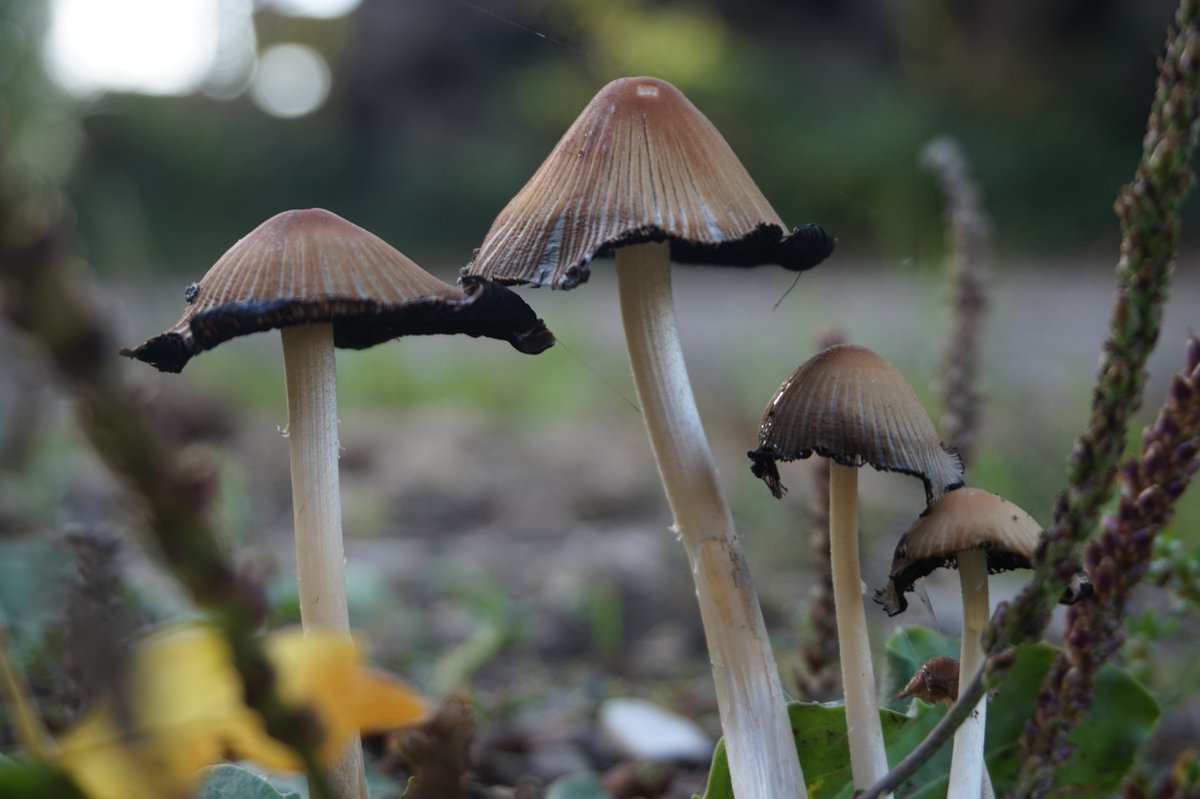 Woods_of_Purple's tweet photo. A family of Ink Caps for #UKFungusDay 🍄👀
#fungus #mushrooms #inkcaps https://t.co/pplhJAKvZB