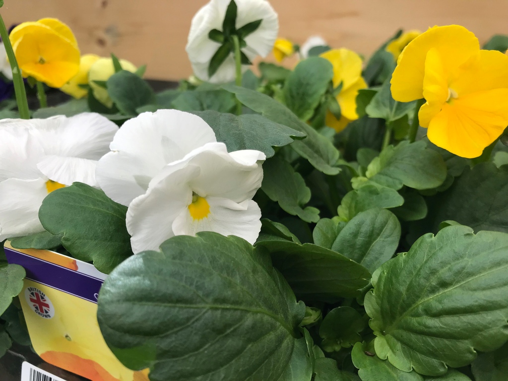 camdengardencen's tweet photo. @camdengardencentre enjoying seasonal #autumncolour #pansy #cirtrussundae #citrusmix #violadelta plus check out our #autumnbedding #heather #cyclamen and many more!
#gardencentre #urbangardening #gardeninglife #socialenterprise #urbanjungle https://t.co/1X5PzBPD10