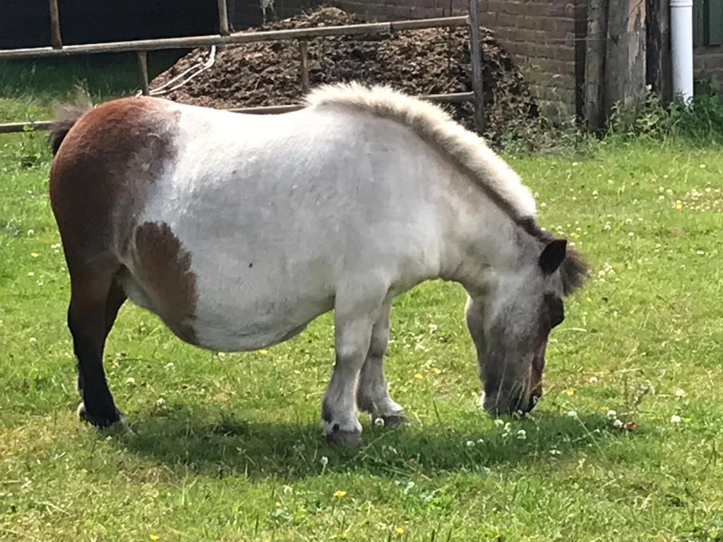 32 jaar is ze geworden deze Shetlander, kinderen en kleinkinderen speelden met haar en zijn groot geworden met haar. Eigenwijs als ze was weigerde ze s'nachts naar de stal te gaan . En de #wolf die elke dag in Drenthe dieren pakt heeft vannacht ook haar te pakken gekregen.