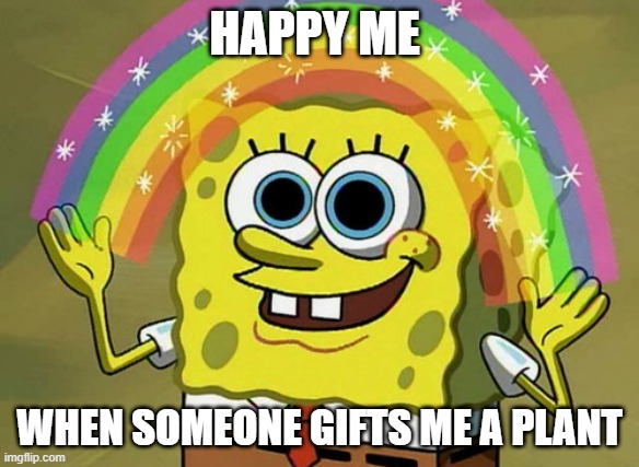 myBageecha's tweet photo. Is there a better option than gifting a plant? 🪴🪴

#myBageecha #plantsonline #Gift #weekendvibes https://t.co/aDMp4pT7gi