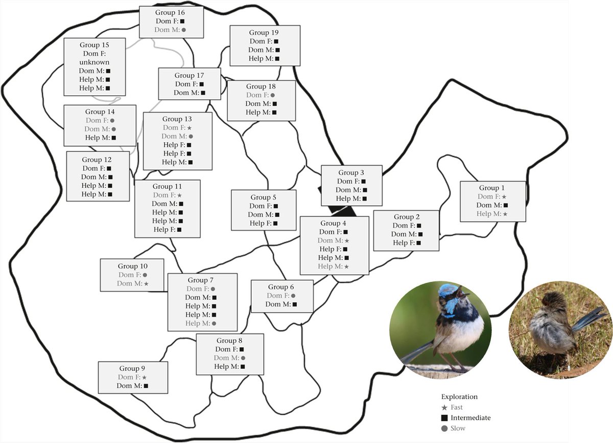 The fairy-wrens continue to inspire! Superb fairy-wrens with extreme exploration phenotypes respond more st... sciencedirect.com/science/articl…