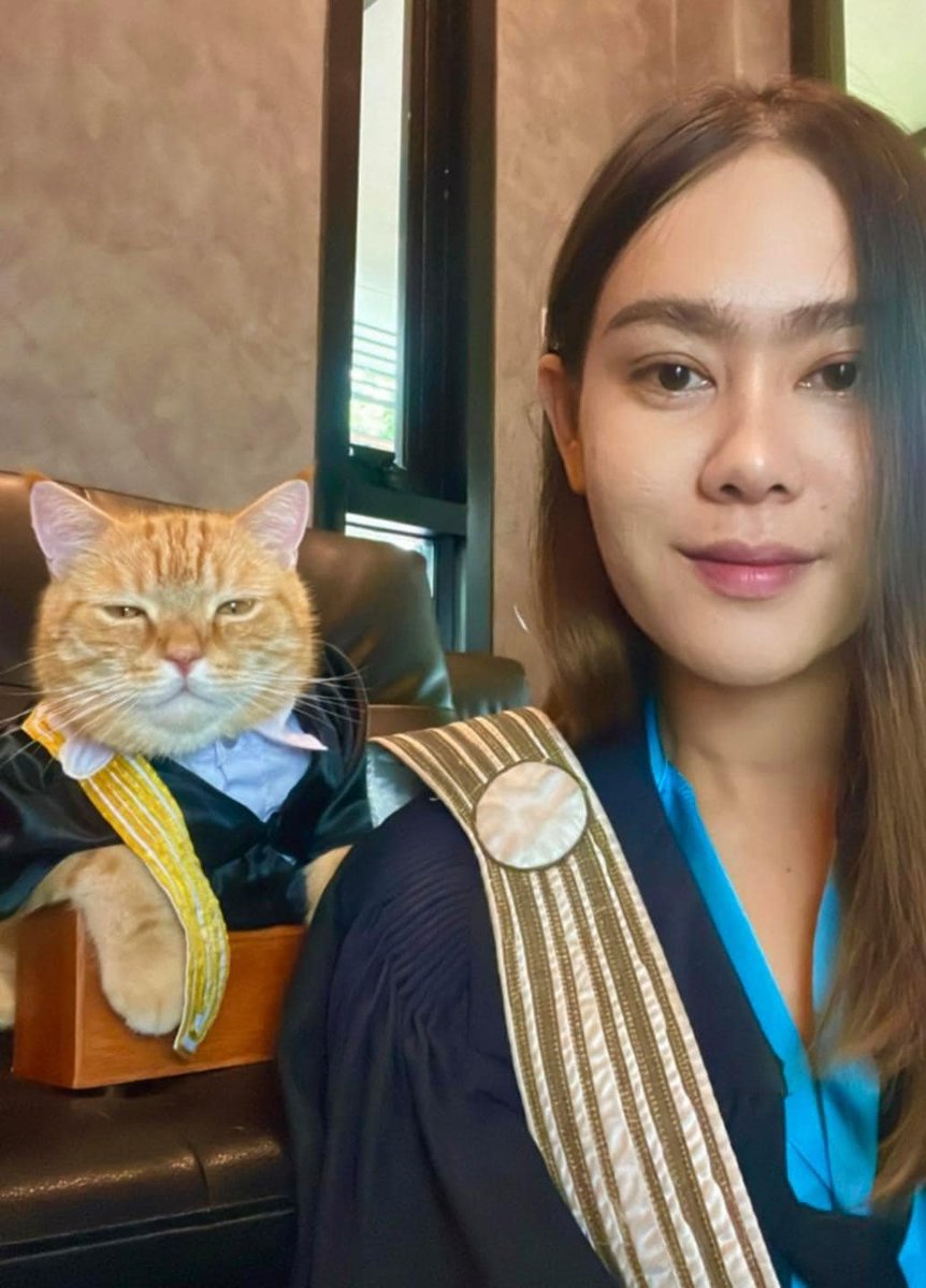 CatWorkers's tweet photo. (Congratulations to all recent graduates of Cat Law School.) https://t.co/LRrhGoNoS7