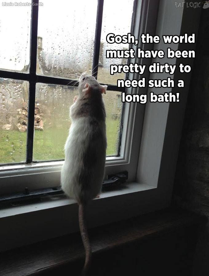 ratteneck's tweet photo. Das #ratteneck wünscht Euch allen ein #SchönesWochenende, auch wenn es nicht immer überall rosig aussieht. 🐀🐀🐀 https://t.co/WDbNQS88Mb