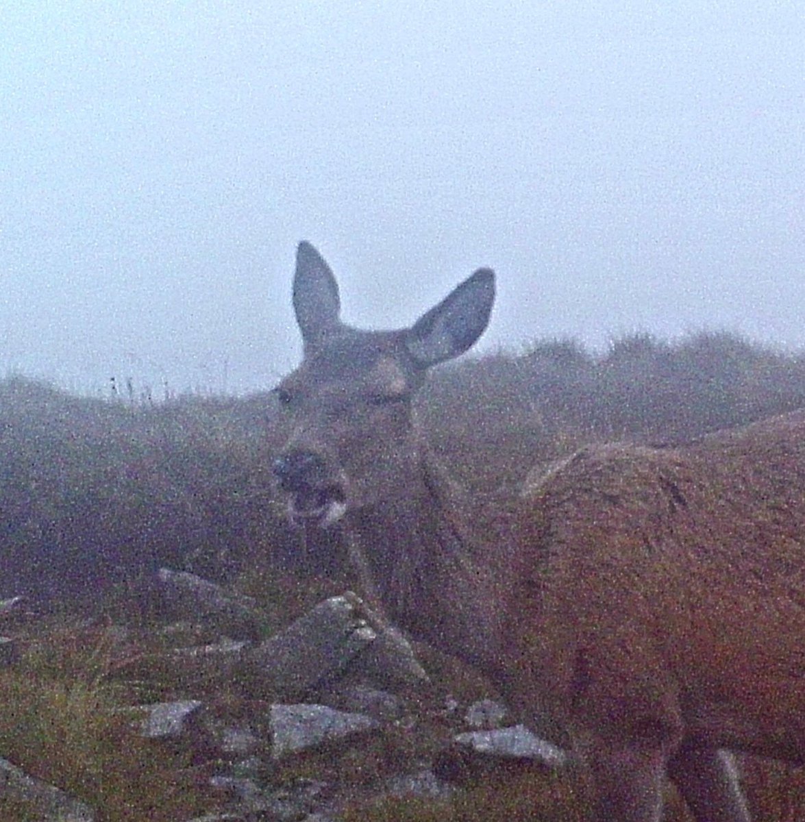 Deer diary: Actual photo of me flirting