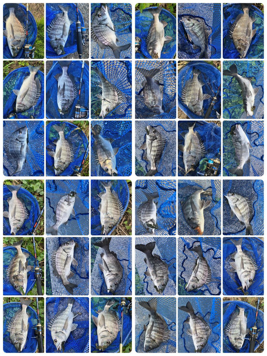 ta_chin_bream's tweet photo. 34歳1発目のチヌゲーム🐟久々に80Mスピニングを使ってのボトム。メインにクレイジーフラッパー、変化球でスイングインパクトとKJカーリーチニングカスタム。46枚のクロダイとマゴチ1本キャッチ(o_o)秋爆満喫
#クレイジーフラッパー #スイングインパクト #KJカーリーチニングカスタム #LegacySC #APIA https://t.co/RonfVjQ9af