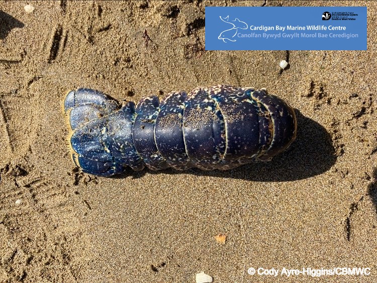 CBMWC News (@cbmwc) on Twitter photo ๐ต๏ธโโ๏ธ Our #LivingSeas team discovered this lobster carapace whilst beach cleaning ๐ฎ
Common lobsters are a deep blue colour ๐คฏ When alive their red pigment is bound to a protein ๐ต Cooking a lobster breaks this bond, releasing the pigment which turns them red! ๐ฆ
<a href="/WTSWW/">WildlifeTrustSWWales ๐ฆก๐ฌ</a> <a href="/WTWales/">Wildlife Trusts Wales</a> ๐ต๏ธโโ๏ธ Our #LivingSeas team discovered this lobster carapace whilst beach cleaning ๐ฎ
Common lobsters are a deep blue colour ๐คฏ When alive their red pigment is bound to a protein ๐ต Cooking a lobster breaks this bond, releasing the pigment which turns them red! ๐ฆ
<a href="/WTSWW/">WildlifeTrustSWWales ๐ฆก๐ฌ</a> <a href="/WTWales/">Wildlife Trusts Wales</a>
