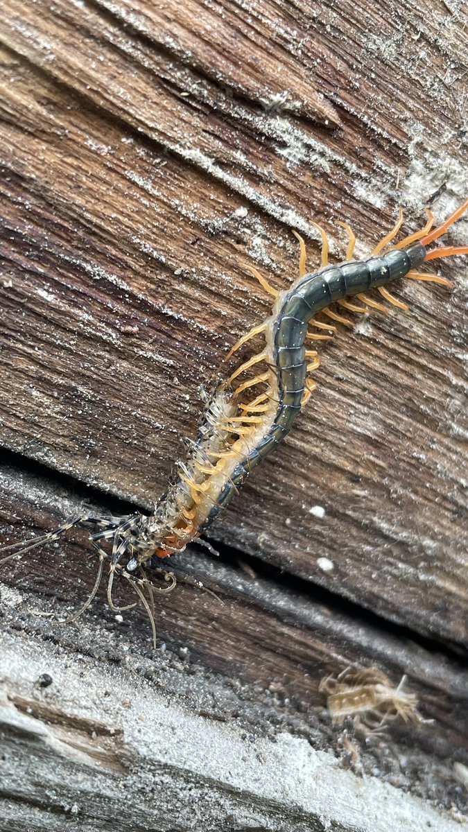 Tofuinsect's tweet photo. ムカデってゲジ食うんやな https://t.co/XB64zDAlOy