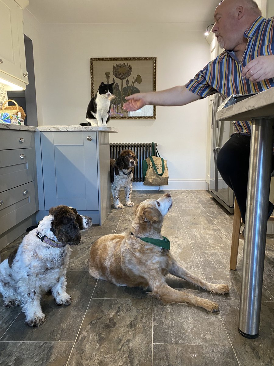 SpanielsSuper's tweet photo. Ooooh what’s that wonderful smell?
Dads stripping roast trout for our tea 😊
He’s making sure he gets all the bones out!
We’re supervising & hoping for samples…. PussPuss too… #FairSharesForAll #SmellsDelicious https://t.co/OfqGUgPebb