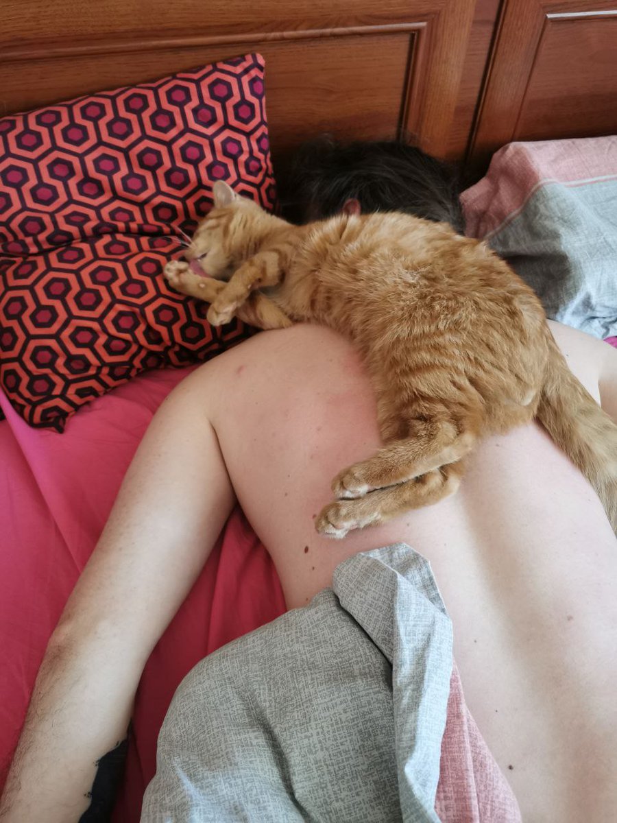 Blind_Tony's tweet photo. Ранок почався з палаючого кримського моста і професійного масажу)
#кіт #рудий_кіт
#cat #ginger_cat https://t.co/Fa4zMgsUP9