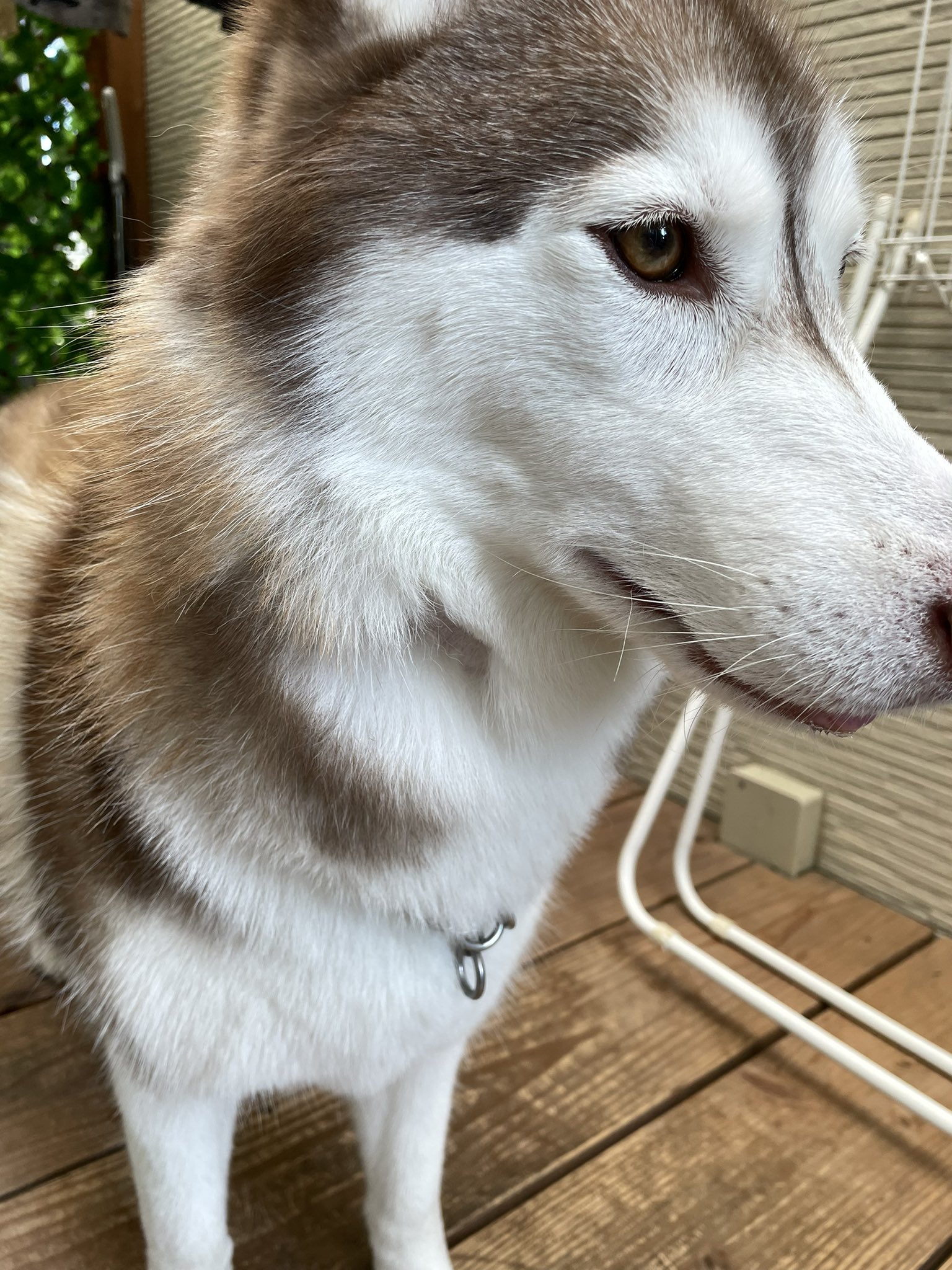 リキペペ Eriki17 Twitter