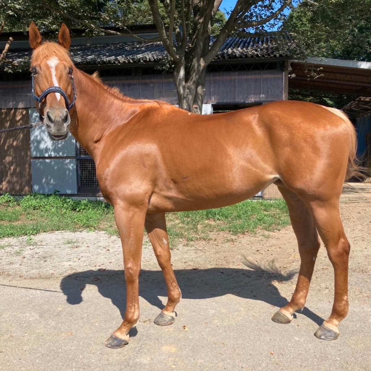 horsmartcom's tweet photo. 【11月オークション上場馬】
馬名:インマイハート
年齢:12歳
性別:メス
品種:サラブレッド
#馬 #売り馬 #horse #horsesale #乗馬 #馬術 #horsmart #ホースマート https://t.co/OPIfqKKgeC