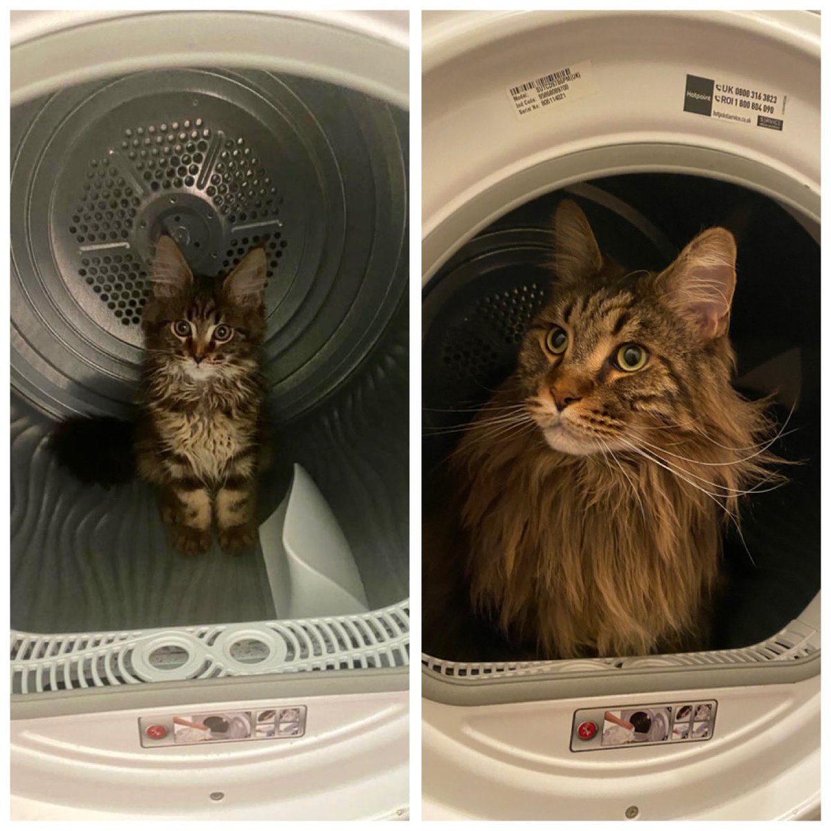 From delicates to a full load is 2 years. Happy #Caturday 😽🐾
#cats #CatsOfTwitter