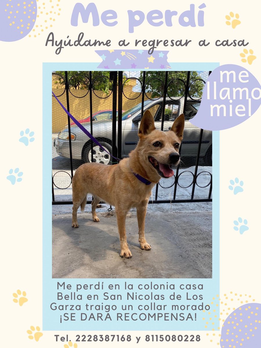 Compartan para encontrar a miel 
Se gratificará 
Se perdió en San Nicolás de los Garza 
😞😞😞😞😞😔