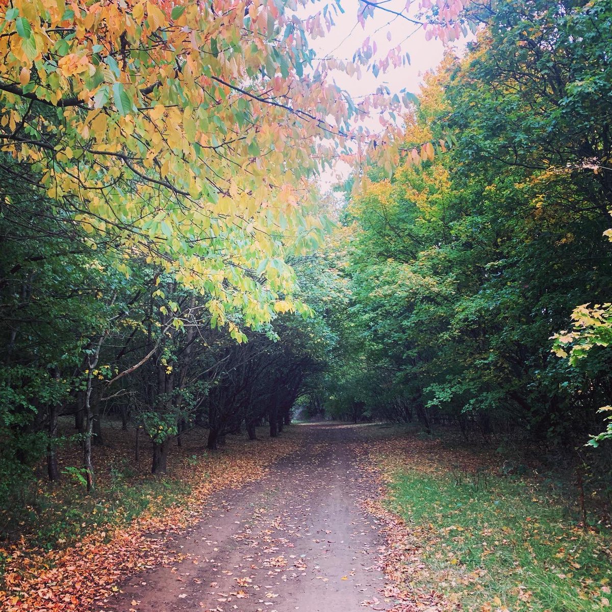 KirstenHenry's tweet photo. Signs of Autumn 🍂🍁 on my evening walk…. A fiery sunset 🌅 and a nearly full moon 🌕 beautiful nature ♥️
.
.
.
.
.
.
#autumn #autumnvibes #autumnleaves #redleaves #sunset #nearlyfullmoon #nature #beautifulnature https://t.co/1O5IgNg8FH