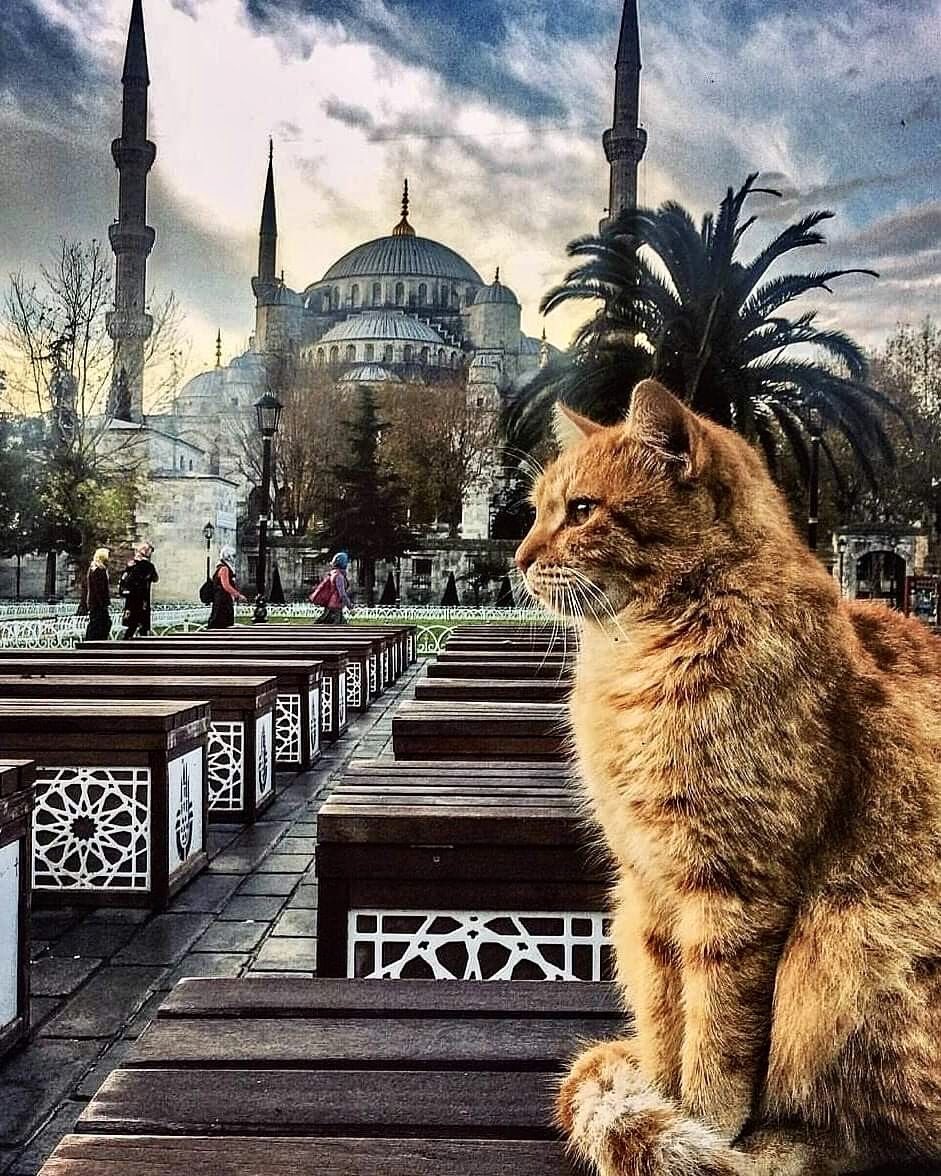 Bayt Al Fann on Twitter "Istanbul is known as the "City of Cats" and
