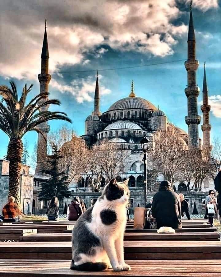 Bayt Al Fann on Twitter "16/ In Islamic tradition, cats are admired for their cleanliness. They