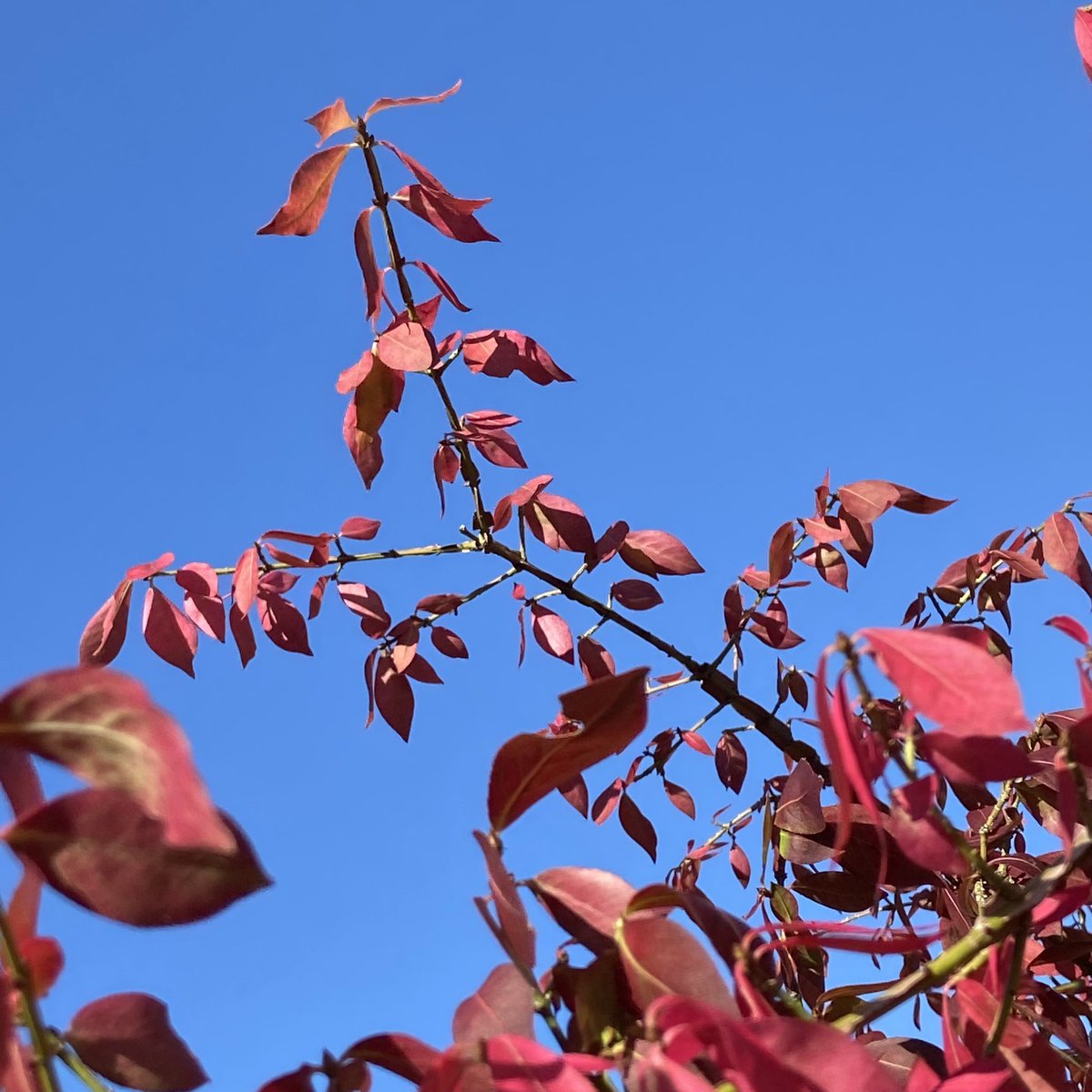paulnwakelam's tweet photo. spindle tree looking rather marvellous this morning…
#spindletree #autumncolours https://t.co/KQRfqlgOkI