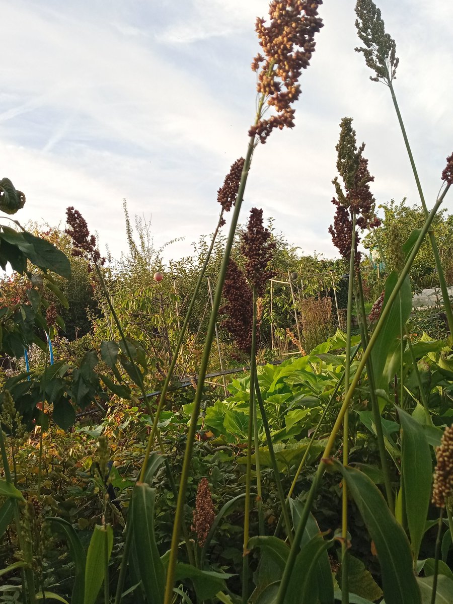 gardenjoan's tweet photo. Had to harvest our sorghum seed crop after what I assume was an army of mice had stripped over half of some of the best seed heads https://t.co/dlUXHB2uQ7