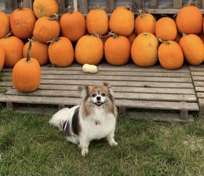 itscaylawithac's tweet photo. Yesterday we had to put our 15-year-old Papillon to sleep. She was the goodest girl in the world…even if she did hate all other dogs, would only let an elite few pet her, and never quite figured out that carpet wasn’t just indoor grass. Love you forever, Charlotte the Dog.🌈 https://t.co/hm0OyaxDEX