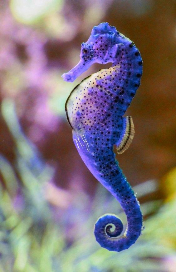 skumbriaa's tweet photo. A seahorse is any of 46 species of small marine fish in the genus Hippocampus. Having a head and neck suggestive of a horse, seahorses also feature segmented bony armour, an upright posture and a curled prehensile tail. https://t.co/7NKYNNpocu