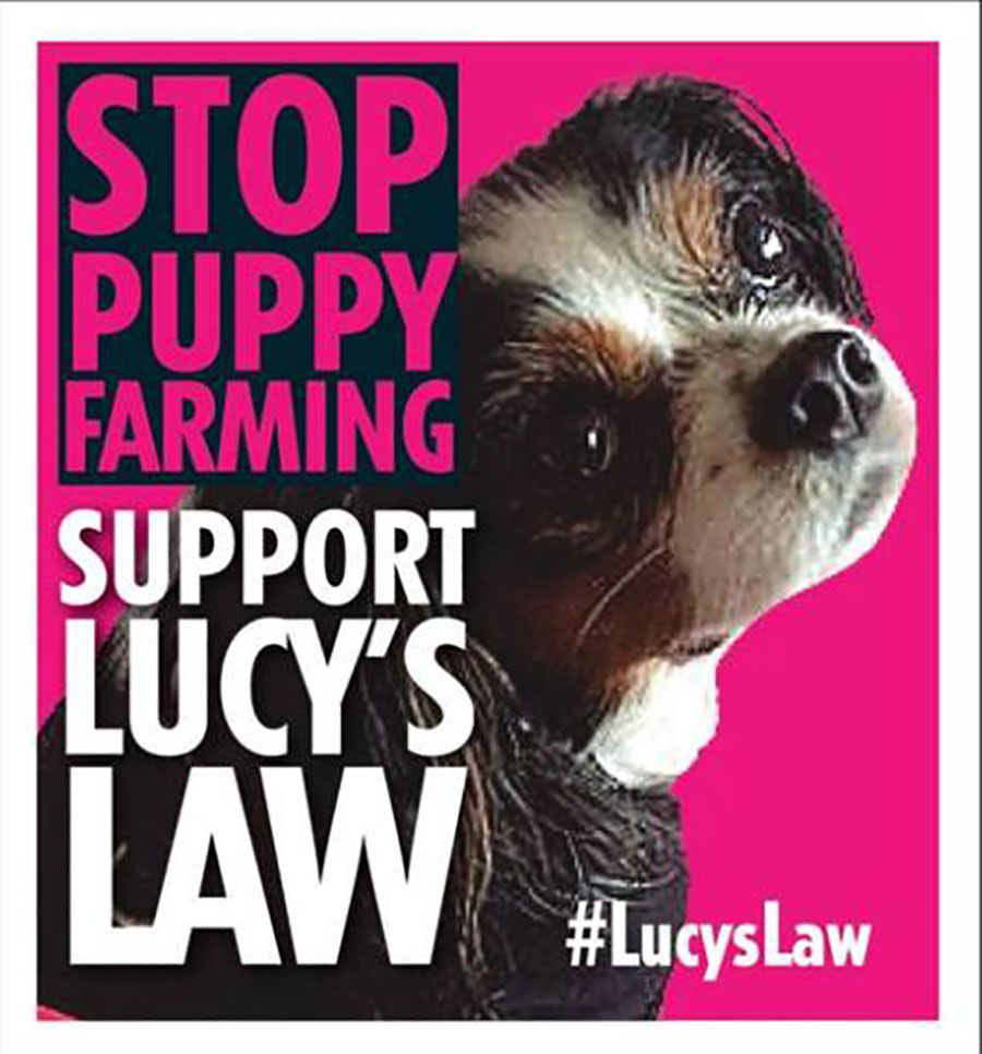 marcthevet's tweet photo. Honoured to be speaking at #DUPConference about the need for #LucysLaw4NI, irresponsible dog breeding practices & online pet advertising. Huge thanks @RobinNewton4MLA, @Buchanan_dup & @Sharon_Skillen for their work on this & inviting me onto the panel. #dup22 #wheresmum #adopt https://t.co/nRR3gGEzv7